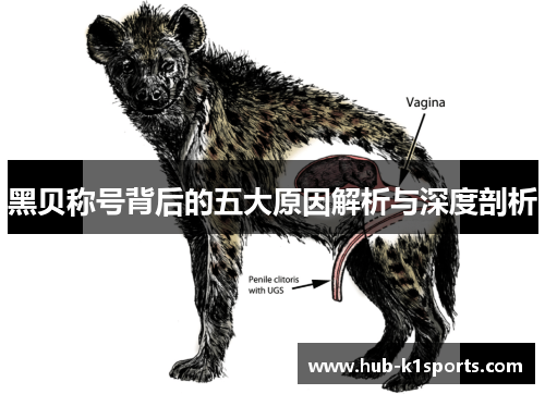 黑贝称号背后的五大原因解析与深度剖析